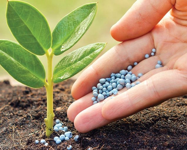 Fertilizante Orgánico